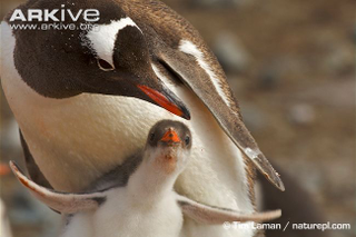 Illustration for article titled Flightless Friday - The Complete Penguin